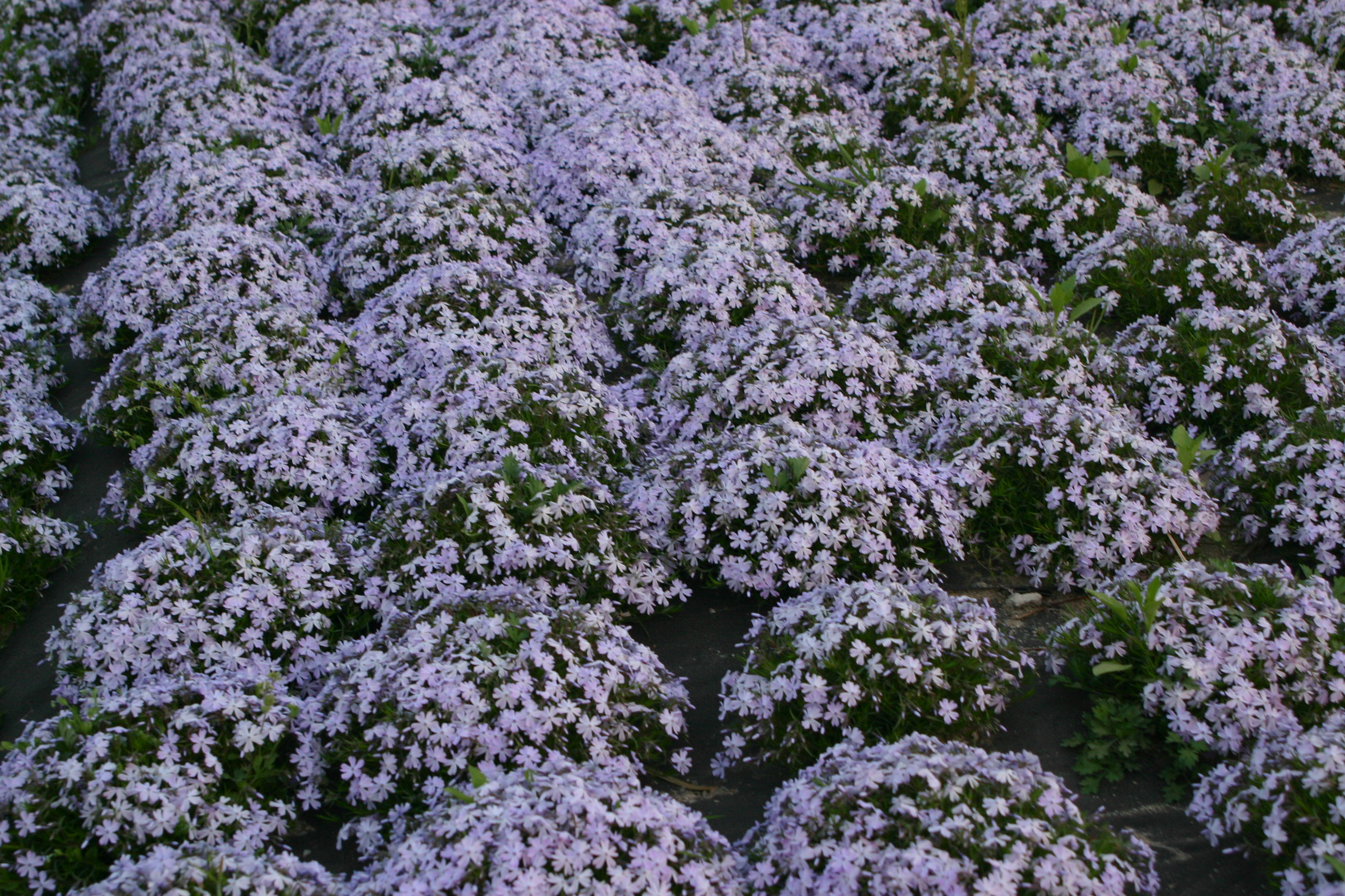 Phlox subulata 'Emerald Cushion Blue'